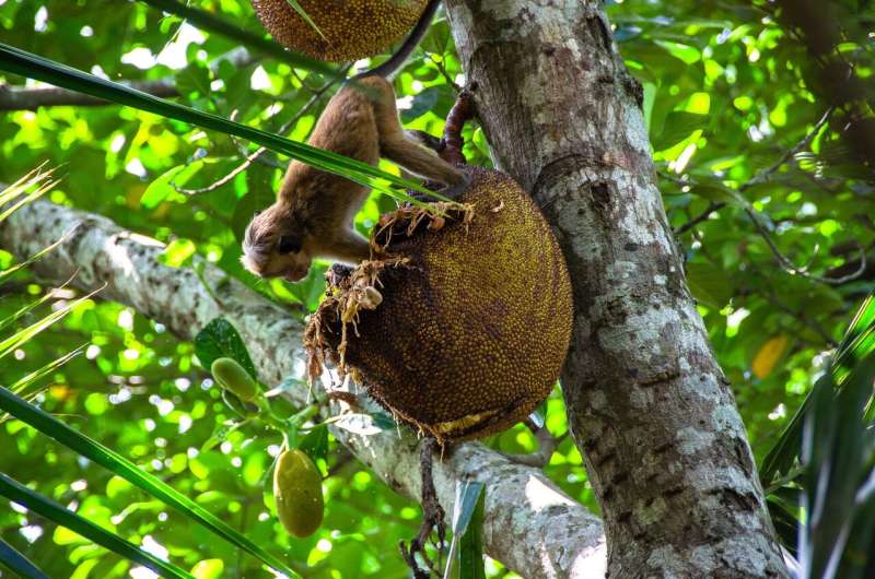 monkey fruit