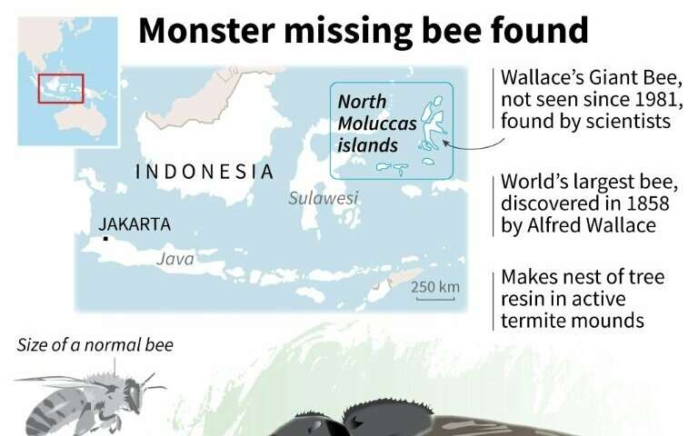 Monster missing bee found