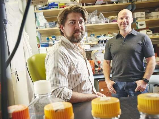 Montana State research shows gut microbiome protects against acute arsenic toxicity