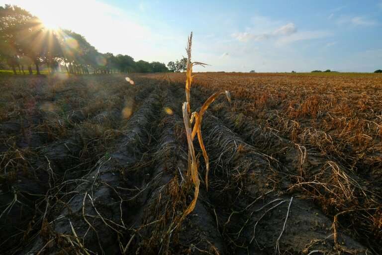 Months of scarce rainfall and hot sunny weather last year had wreaked havoc on crops in Germany
