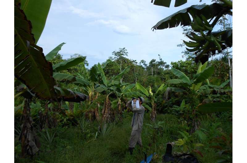 More farmers, more problems: How smallholder agriculture is threatening the western Amazon