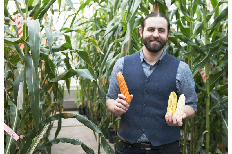 More nutritious, natural flavor, non-GMO ‘orange corn’ launches in US markets