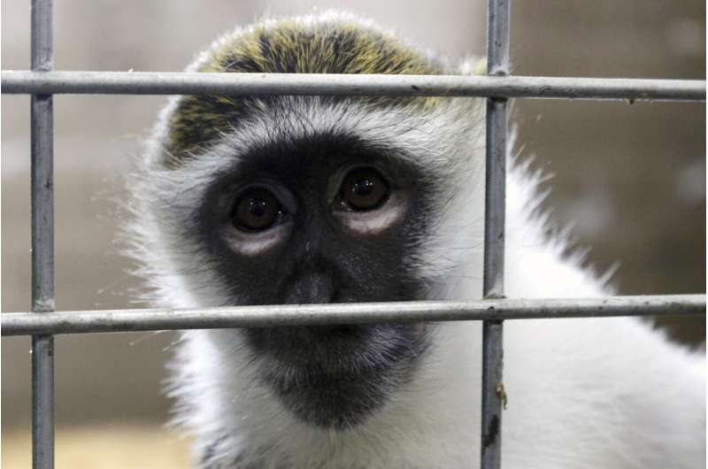 More research monkeys retire when studies finish