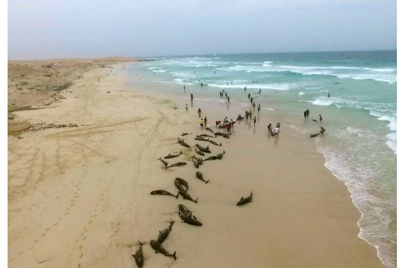 More than 100 dolphins die on island beach off West Africa
