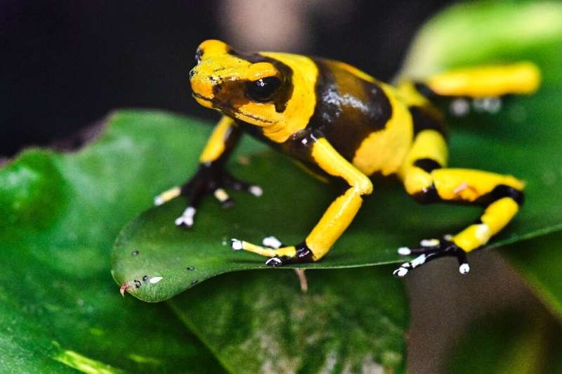 More than 40% of amphibian species worldwide are in danger of extinction, including the Lehmann's poison frog