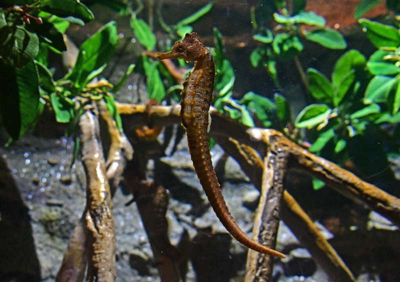 More tropical fish such as seahorse are appearing in warming European waters