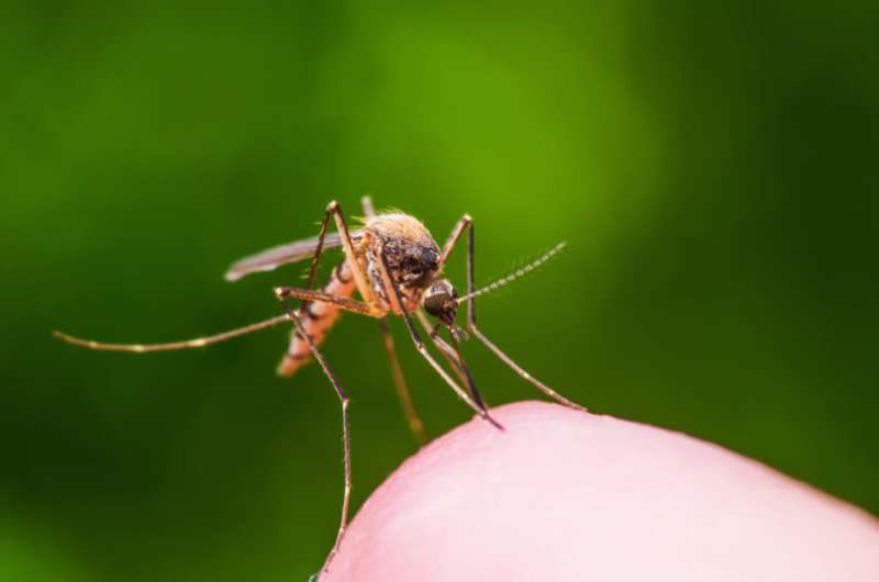 Mosquitoes more likely to lay eggs in closely spaced habitats