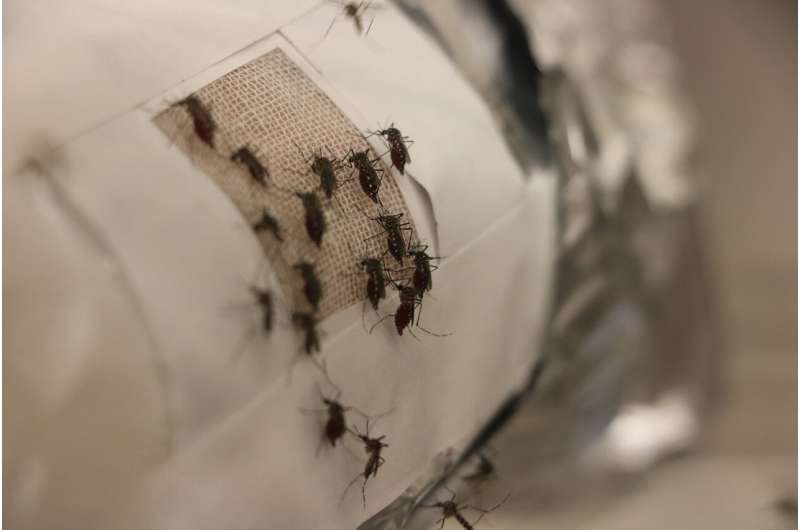 Mosquito incognito: Could graphene-lined clothing help prevent mosquito bites?