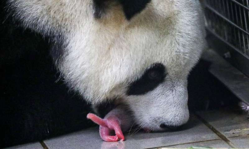 Mother Hao Hao carrying one of her two panda cubs at Pairi Daiza zoo