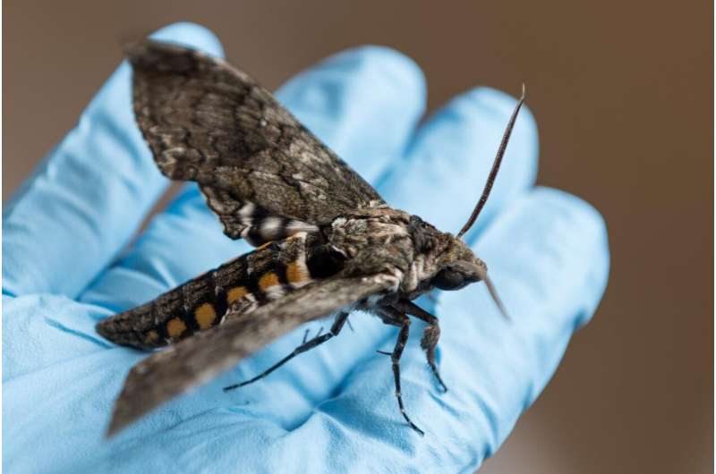 Moths and perhaps other animals rely on precise timing of neural spikes