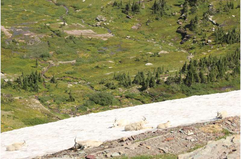 Mountain goats' air conditioning is failing, study says