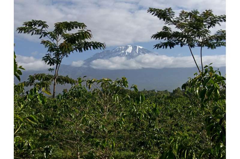 Mount Kilimanjaro: Ecosystems in global change