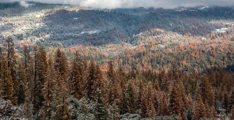 **Multi-year drought caused massive forest die-off in Sierra Nevada