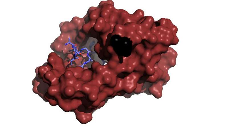 Mutations in key protein that oversees cellular functions crucial to health and survival