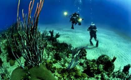 Mutually-assured destruction in heated coral-algae war