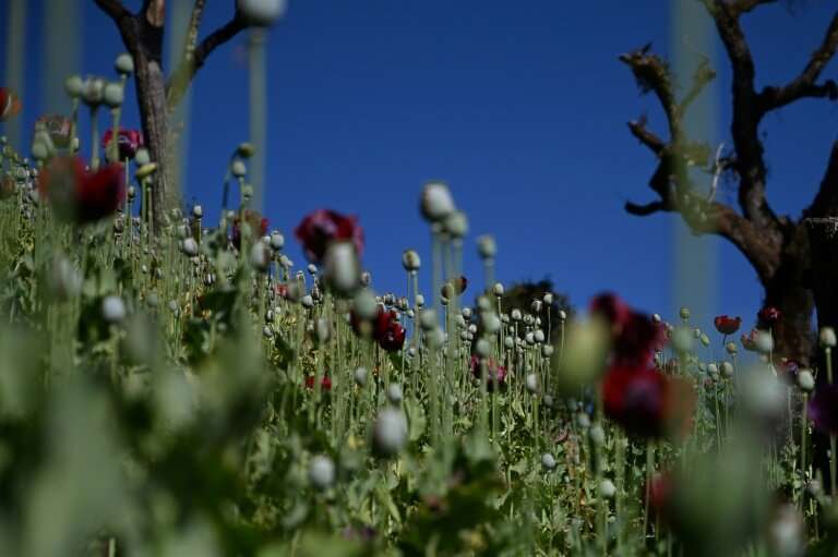 Myanmar is the second-biggest producer of opium in the world after Afghanistan
