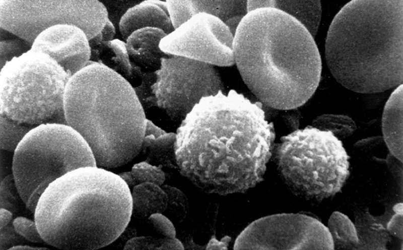 Myeloid immune cells