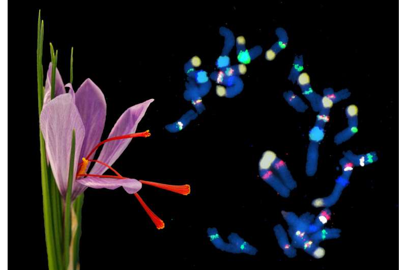 Mystery solved -- biologists in Dresden explain the genetic origins of the saffron crocus