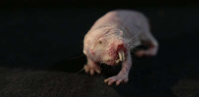 Naked mole rat genes could hold the secret to pain relief without opioids