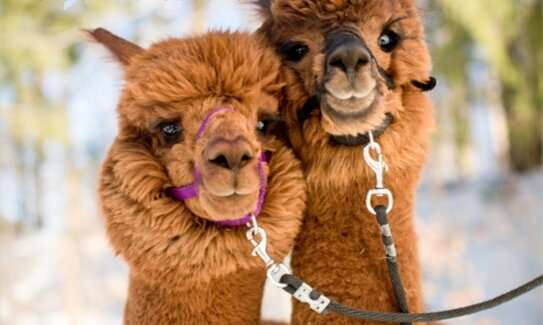 'Nanobodies' from alpacas could help bring CAR T-cell therapy to solid tumors