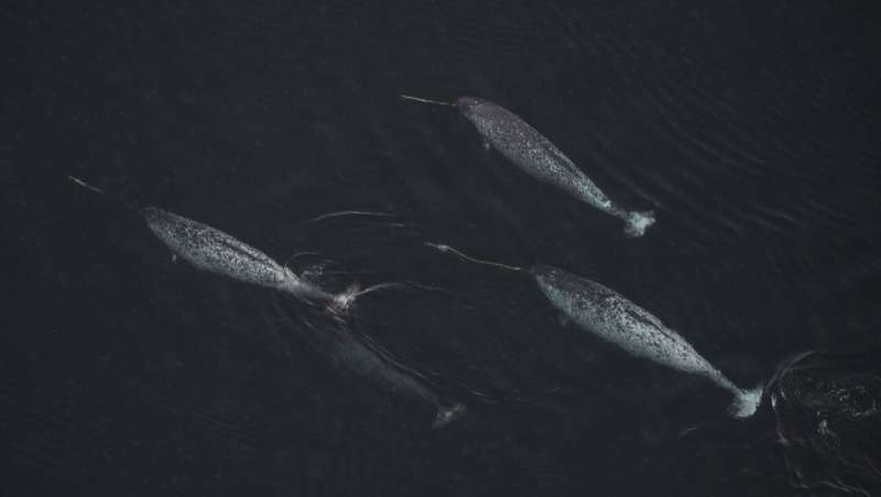 Narwhals spend at least half time diving for food, can fast for several days after meal