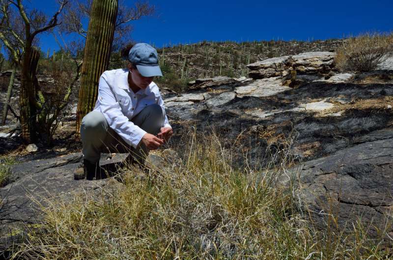 National-scale study shows that invasive grasses promote wildfire