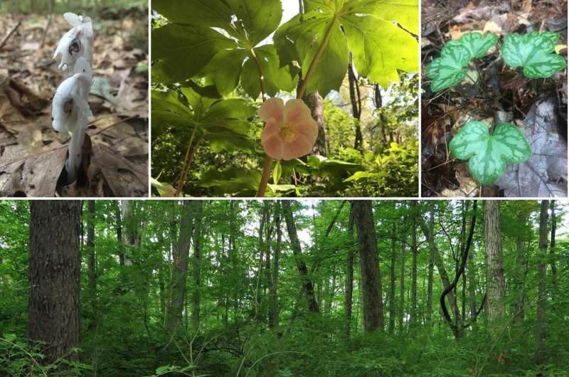 Native forest plants rebound when invasive shrubs are removed