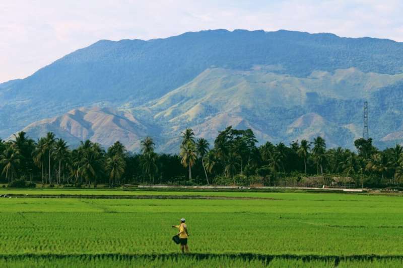 Natural biodiversity protects rural farmers' incomes from tropical weather shocks
