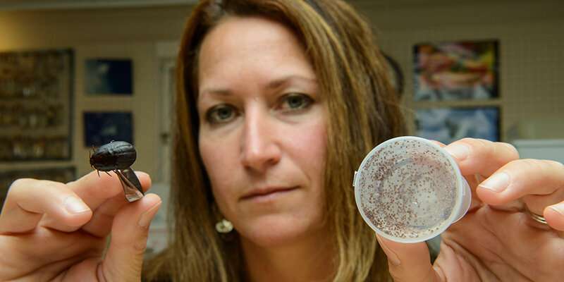 Naturally occurring fungi could curb moose tick plague, UVM entomologists find