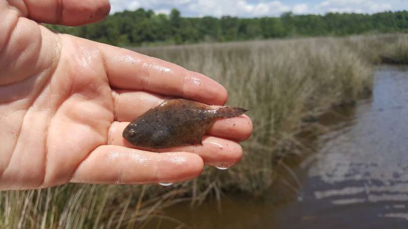 NC study: Warmer water linked to higher proportion of male flounder