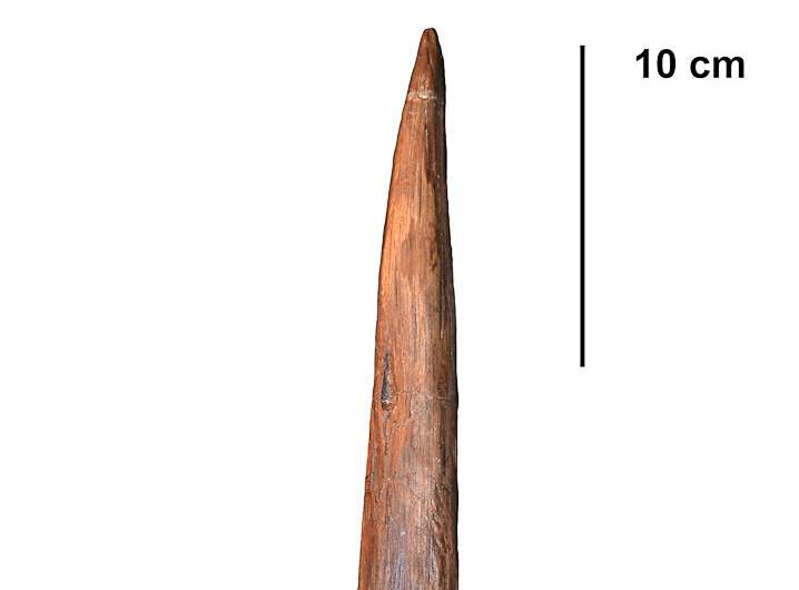 Neanderthal hunting spears could kill at a distance