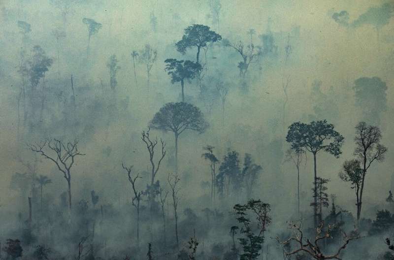 Nearly 80,000 forest fires have been detected in Brazil since the beginning of the year, a little over half in the Amazon region
