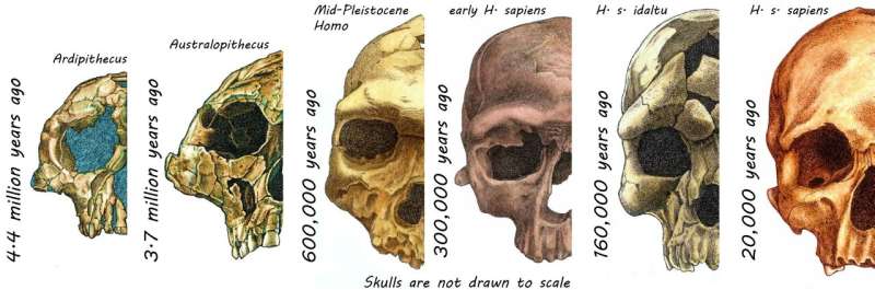 Need for social skills helped shape modern human face