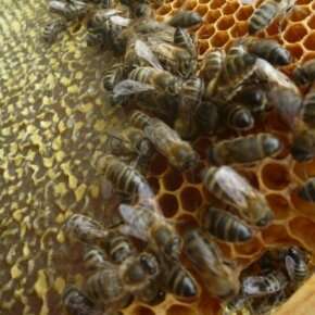 Neonicotinoids: Despite EU moratorium, bees still at risk