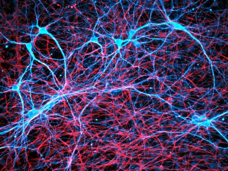 Neurons promote growth of brain tumor cells