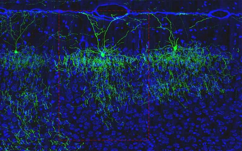 New cell subtypes classified in mouse brain