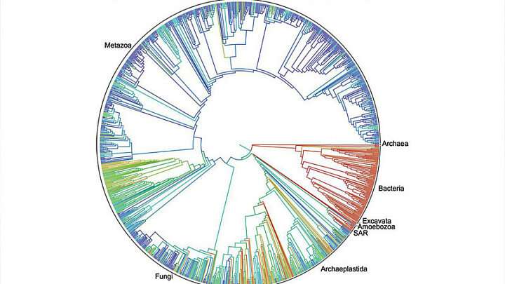 New comparative study on DNA modifications across the fungal tree of life
