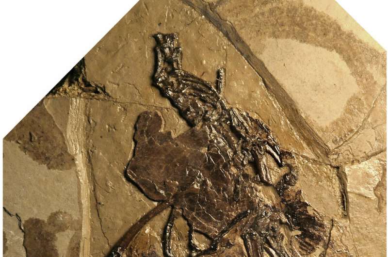 New Cretaceous fossil sheds light on avian reproduction