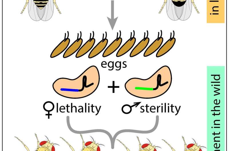 New CRISPR-based technology developed to control pests with precision-guided genetics