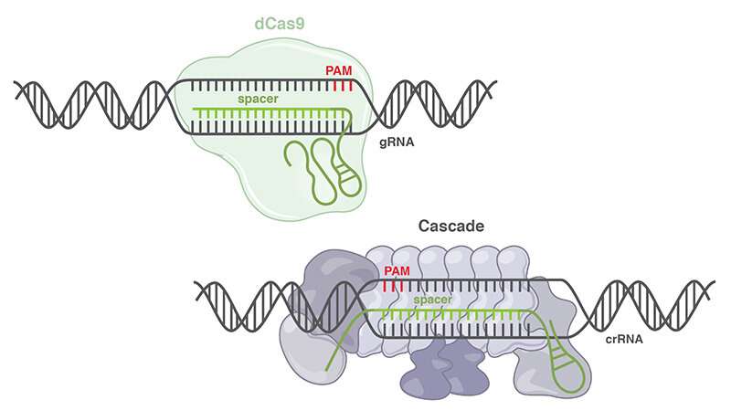 New CRISPR class expands genetic engineering toolbox