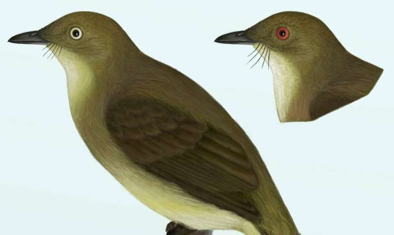 New cryptic bird species discovered