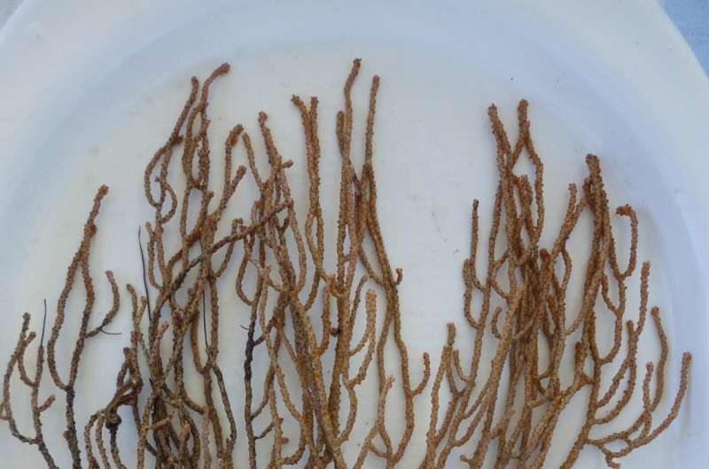 New deep-water coral discovered