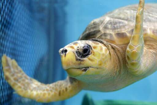 New England seeing a huge spike in beached sea turtles