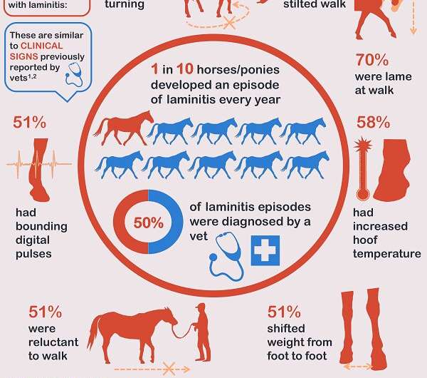 New equine research reveals laminitis is as common as colic and is a year-round threat