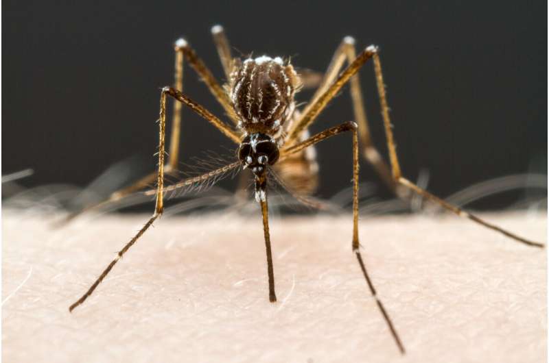 New findings could make mosquitos more satisfied -- and safer to be around