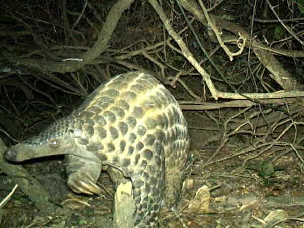 New footage released of rare giant pangolins in Africa