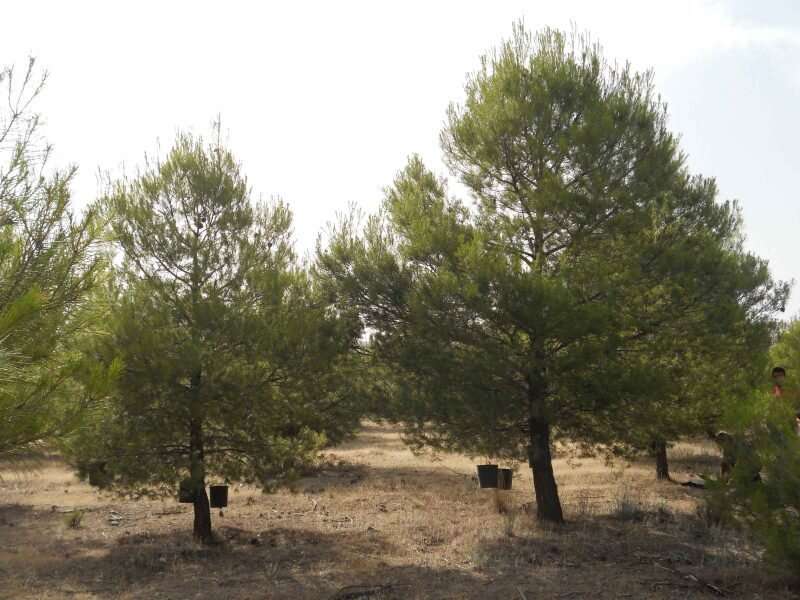 New forest treatment helps trees adapt better to climatic change