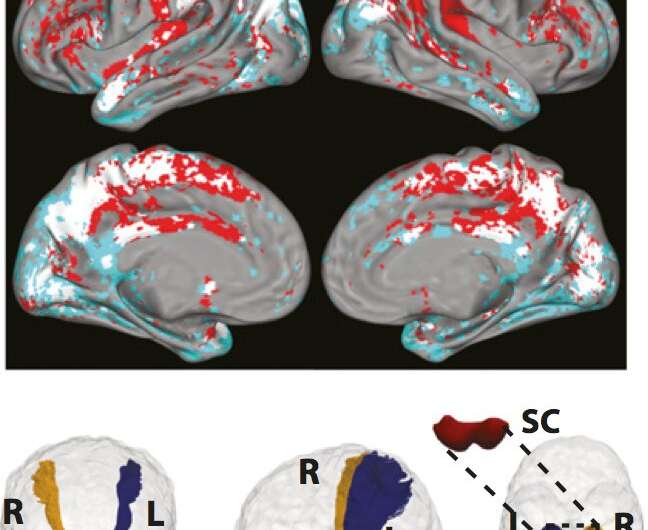 New IISc study sheds light on how a midbrain region helps us pay attention