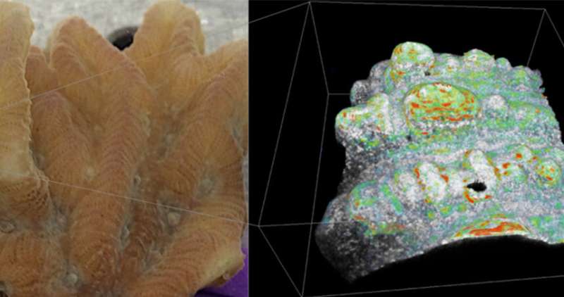 New imaging platform examines mechanisms behind coral bleaching