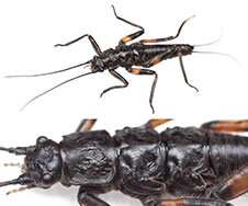 New insect species discovered on the slopes of the Maungatua Range